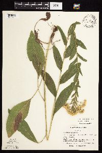 Solidago rigida subsp. rigida image