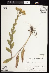 Solidago rigida subsp. rigida image