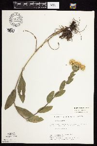 Solidago rigida subsp. rigida image