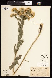 Solidago rigida subsp. rigida image