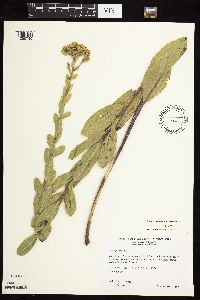 Solidago rigida subsp. rigida image
