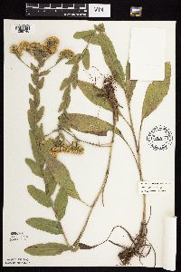 Solidago rigida subsp. rigida image