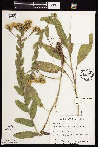 Solidago rigida subsp. rigida image