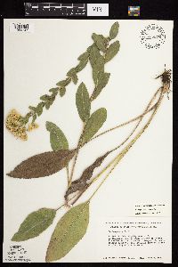 Solidago rigida subsp. rigida image