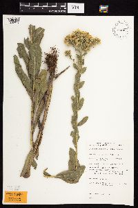 Solidago rigida subsp. rigida image