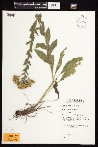 Solidago rigida subsp. rigida image
