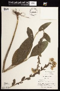 Solidago rigida subsp. rigida image