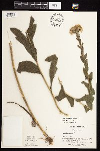 Solidago rigida subsp. rigida image