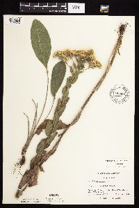 Solidago rigida subsp. rigida image