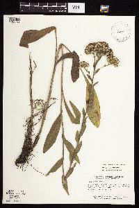 Solidago rigida subsp. rigida image