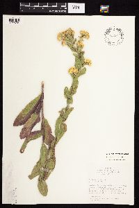 Solidago rigida subsp. rigida image
