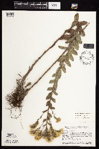 Solidago rigida subsp. rigida image