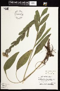 Solidago rigida subsp. rigida image