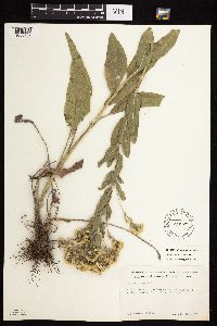 Solidago rigida subsp. rigida image