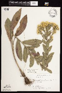 Solidago rigida subsp. rigida image