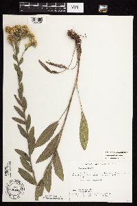 Solidago rigida subsp. rigida image