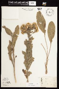 Solidago rigida subsp. rigida image