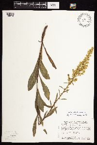 Solidago rigidiuscula image