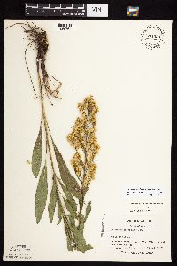 Solidago rigidiuscula image