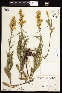 Solidago rigidiuscula image