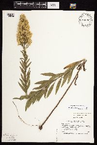 Solidago rigidiuscula image