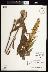 Solidago rigidiuscula image