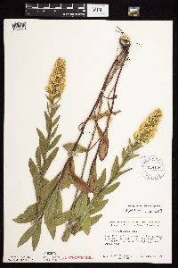 Solidago rigidiuscula image