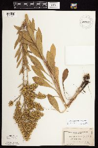 Solidago rigidiuscula image