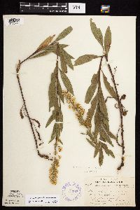 Solidago rigidiuscula image