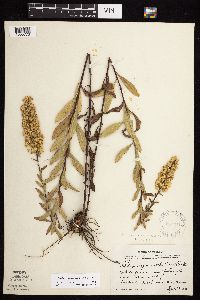 Solidago rigidiuscula image