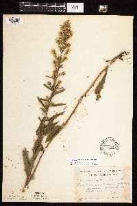 Solidago rigidiuscula image