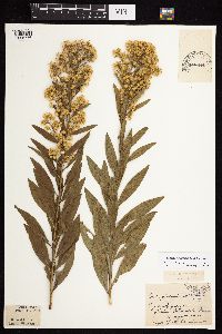 Solidago rigidiuscula image