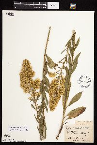 Solidago rigidiuscula image