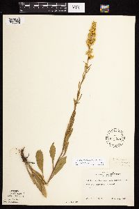 Solidago rigidiuscula image
