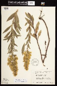 Solidago rigidiuscula image