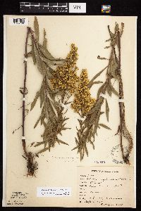 Solidago rigidiuscula image