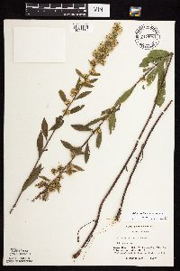 Solidago rigidiuscula image