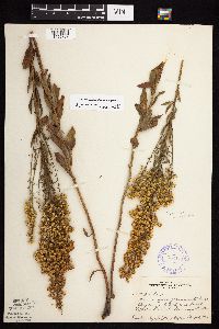 Solidago rigidiuscula image