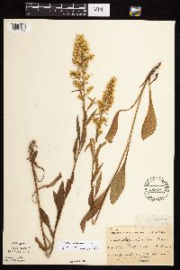 Solidago rigidiuscula image