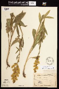 Solidago rigidiuscula image
