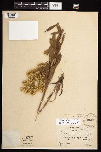 Solidago rigidiuscula image