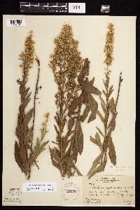 Solidago rigidiuscula image