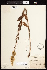 Solidago rigidiuscula image