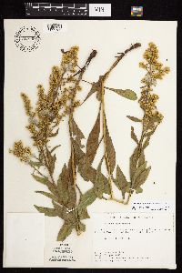 Solidago rigidiuscula image
