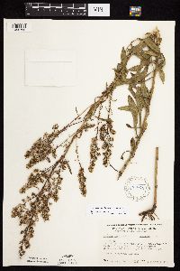 Solidago rigidiuscula image