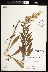 Solidago rigidiuscula image