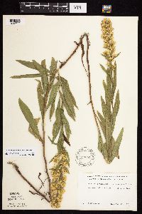 Solidago rigidiuscula image