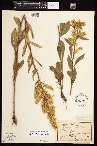 Solidago rigidiuscula image