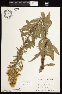Solidago rigidiuscula image