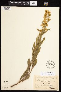 Solidago rigidiuscula image
